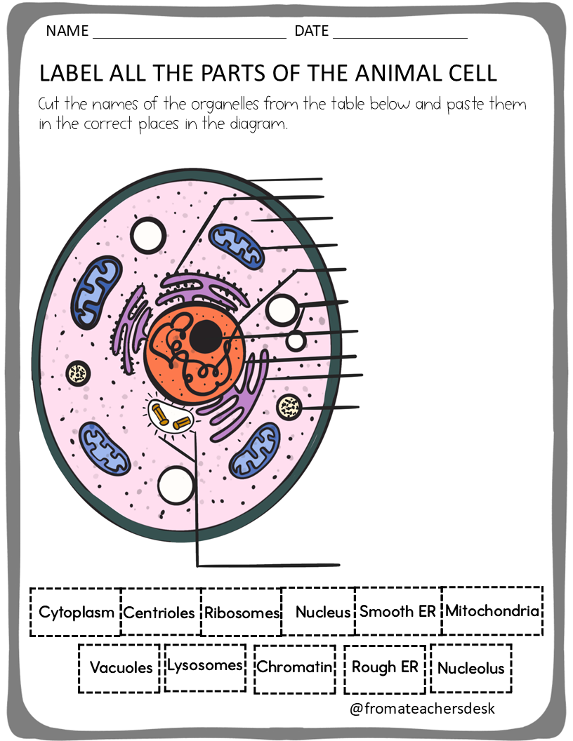 Cell Structure: Test Review Worksheets Grade 8 - From Books To Bundles